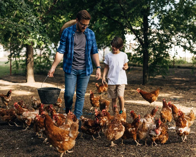 Découverte et visite de l'élevage de volailles à la Ferme de la Chambrerie proche de Vendôme, à Oucques (41)