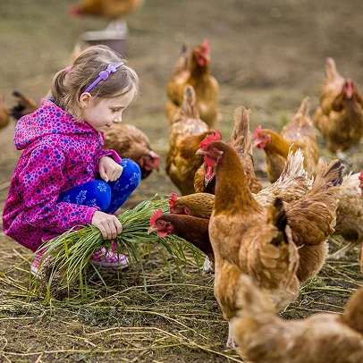 Visite guidée de la ferme de la Chambrerie pour les enfants