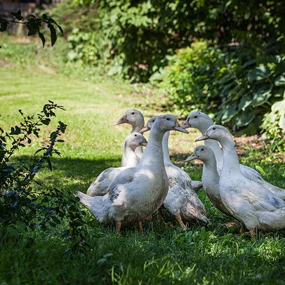 Elevage de canard en plein air à la Ferme de la Chambrerie à Oucques - Loir et Cher