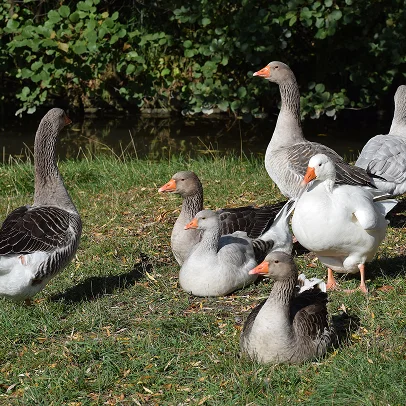 Elevage d'oies en plein air à la Ferme de la Chambrerie à Oucques - Loir et Cher